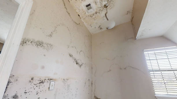 Best Mold Prevention Services  in Lawtey, FL