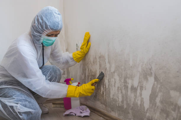 Best Basement Mold Removal  in Lawtey, FL