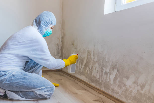 Best Industrial Mold Remediation  in Lawtey, FL