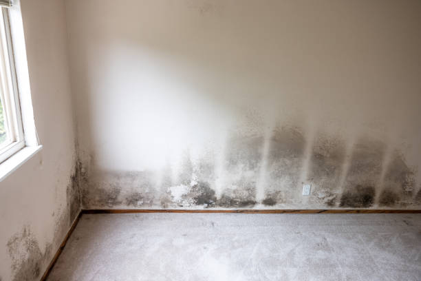 Best Residential Mold Inspection & Testing  in Lawtey, FL